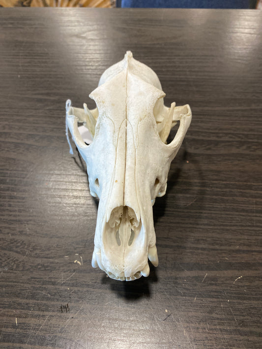 (1721) coyote skull