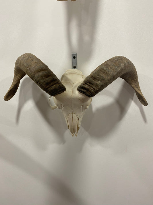 (1641) Ram Skull