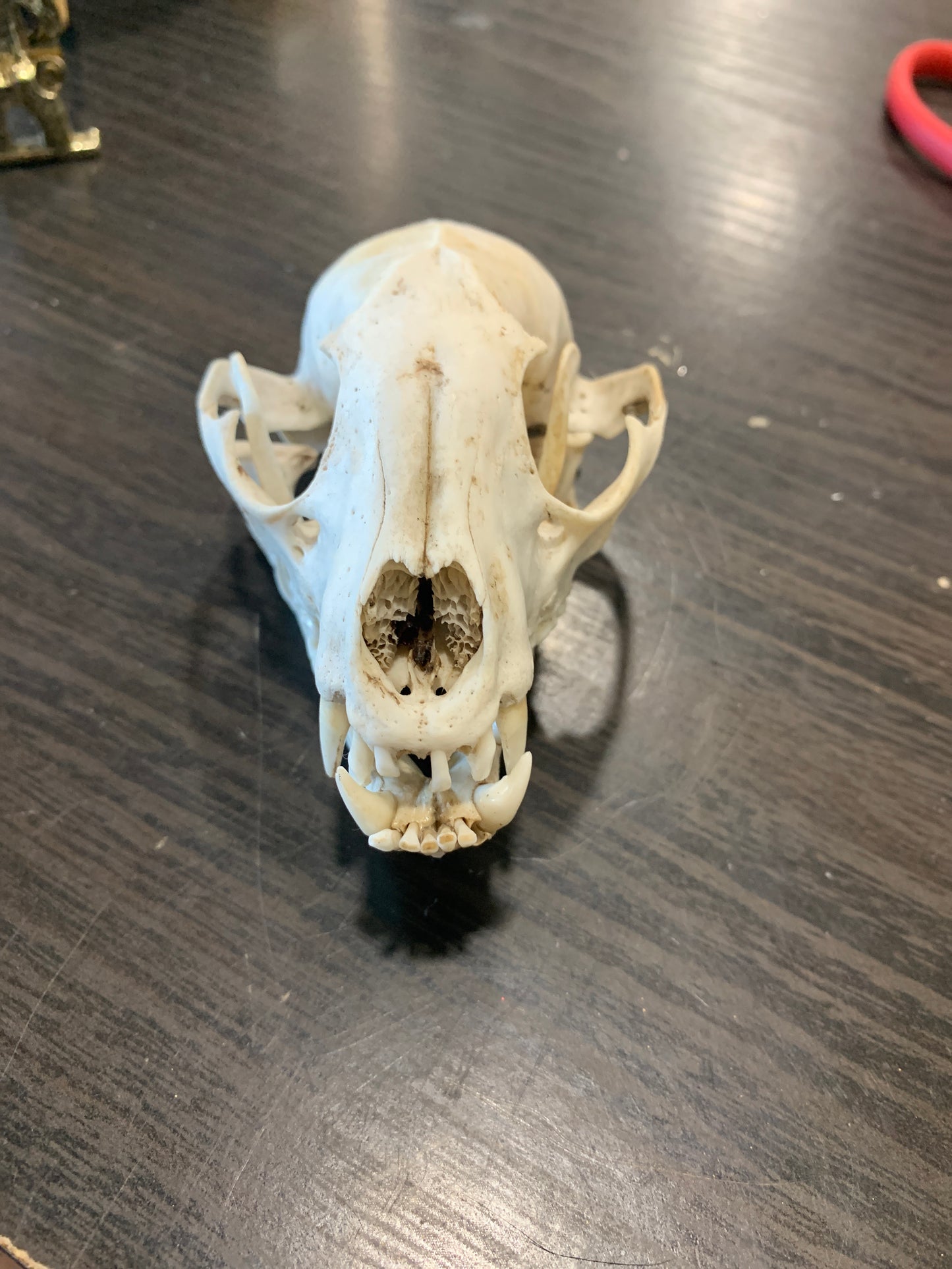 (1581) raccoon skull