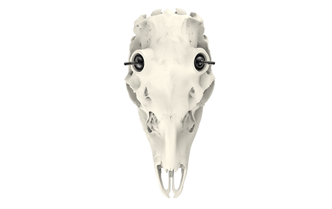 Whitetail Skull - Powered by Rack Hub®