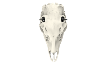 Whitetail Skull - Powered by Rack Hub®