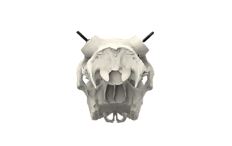 Whitetail Skull - Powered by Rack Hub®