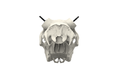 Whitetail Skull - Powered by Rack Hub®