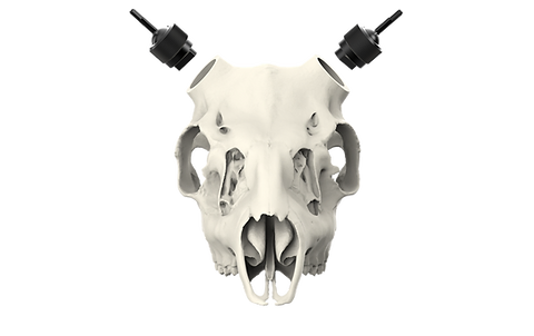 Whitetail Skull - Powered by Rack Hub®