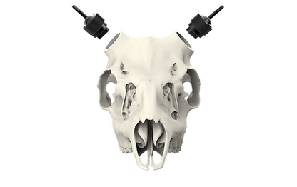 Whitetail Skull - Powered by Rack Hub®