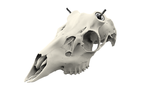 Whitetail Skull - Powered by Rack Hub®