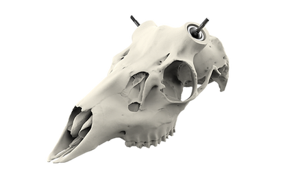 Whitetail Skull - Powered by Rack Hub®