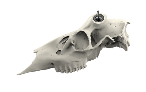 Whitetail Skull - Powered by Rack Hub®