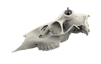 Whitetail Skull - Powered by Rack Hub®