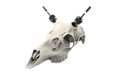 Whitetail Skull - Powered by Rack Hub®