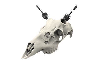 Whitetail Skull - Powered by Rack Hub®