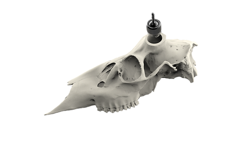 Whitetail Skull - Powered by Rack Hub®