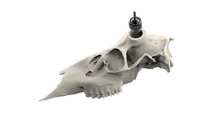 Whitetail Skull - Powered by Rack Hub®