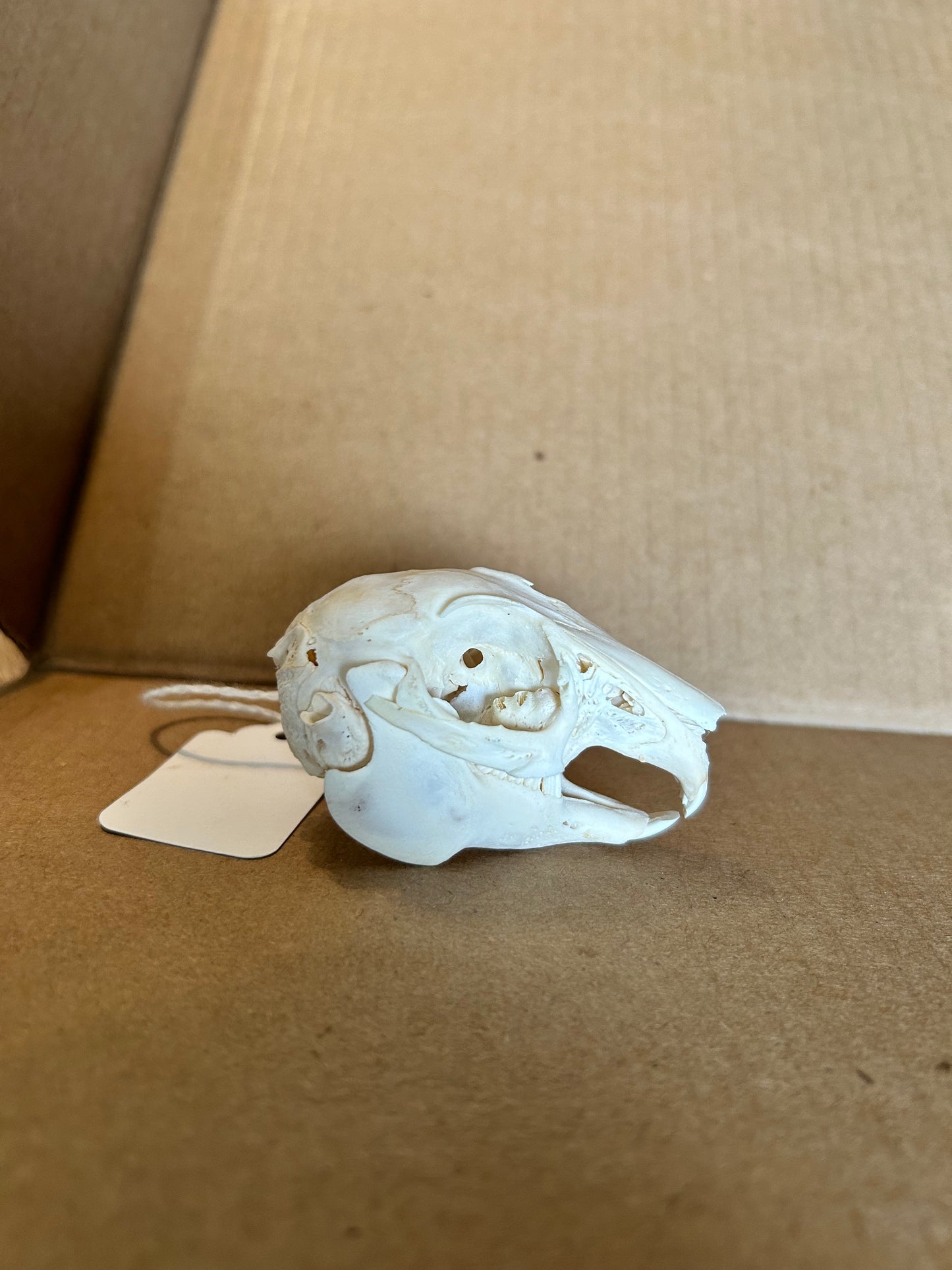 Domestic rabbit skull(#100)