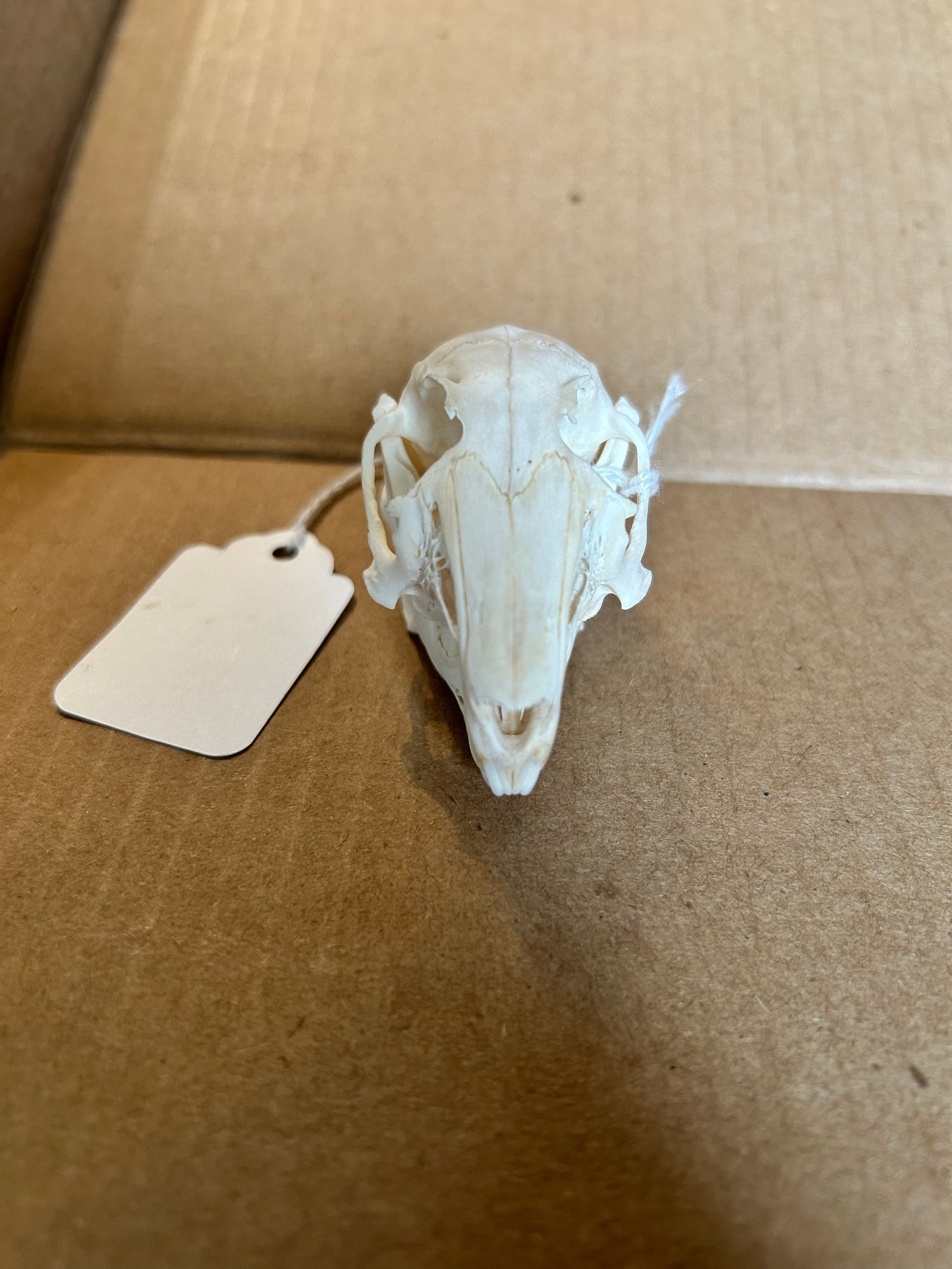 Domestic rabbit skull(#100)