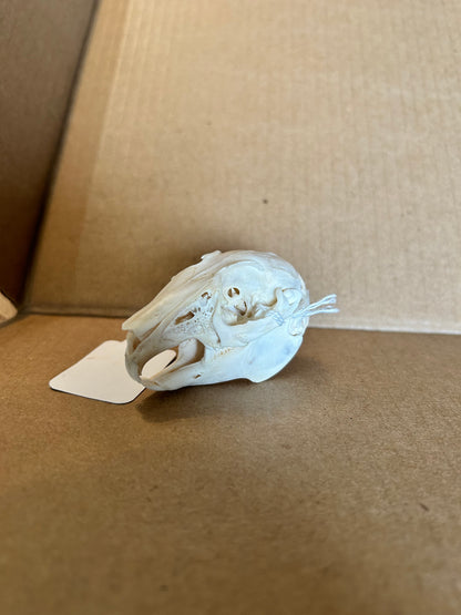 Domestic rabbit skull(#100)