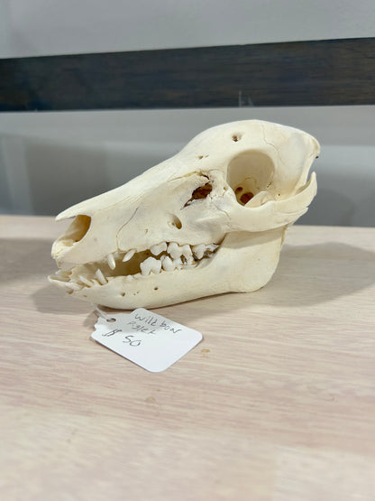 Very small piglet skull-(068)