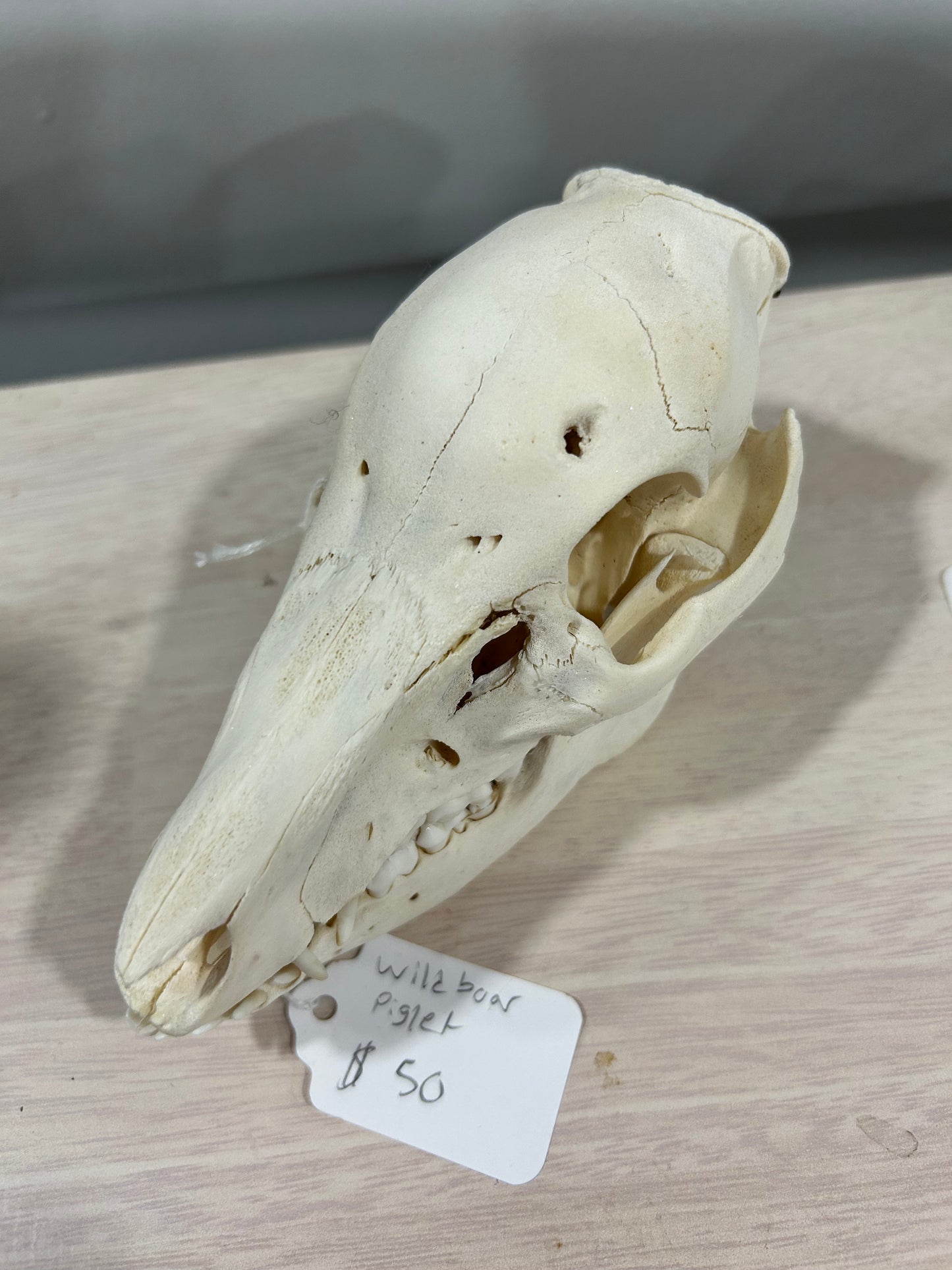 Very small piglet skull-(068)