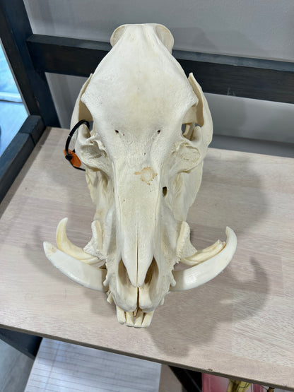 Boar skull with huge cutters-(069)