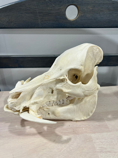 Boar skull with huge cutters-(069)