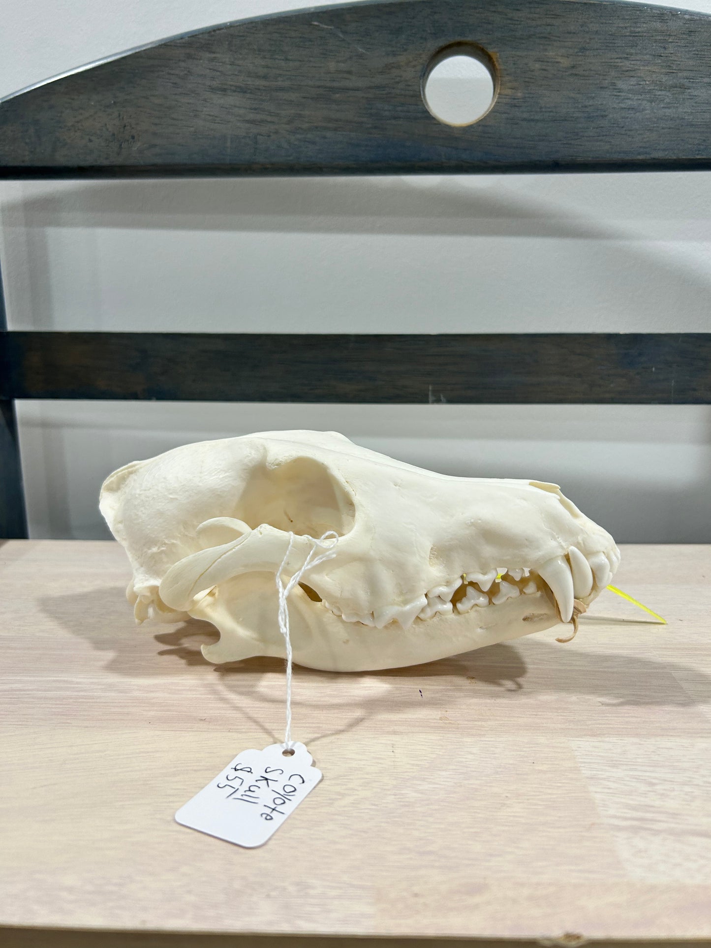 Medium Coyote skull-(082)