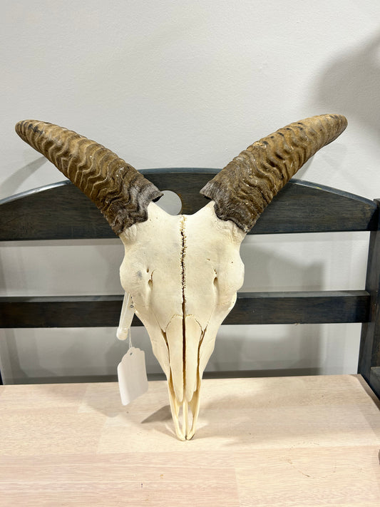 Aoudad skull-(083)