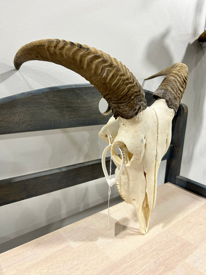 Aoudad skull-(083)