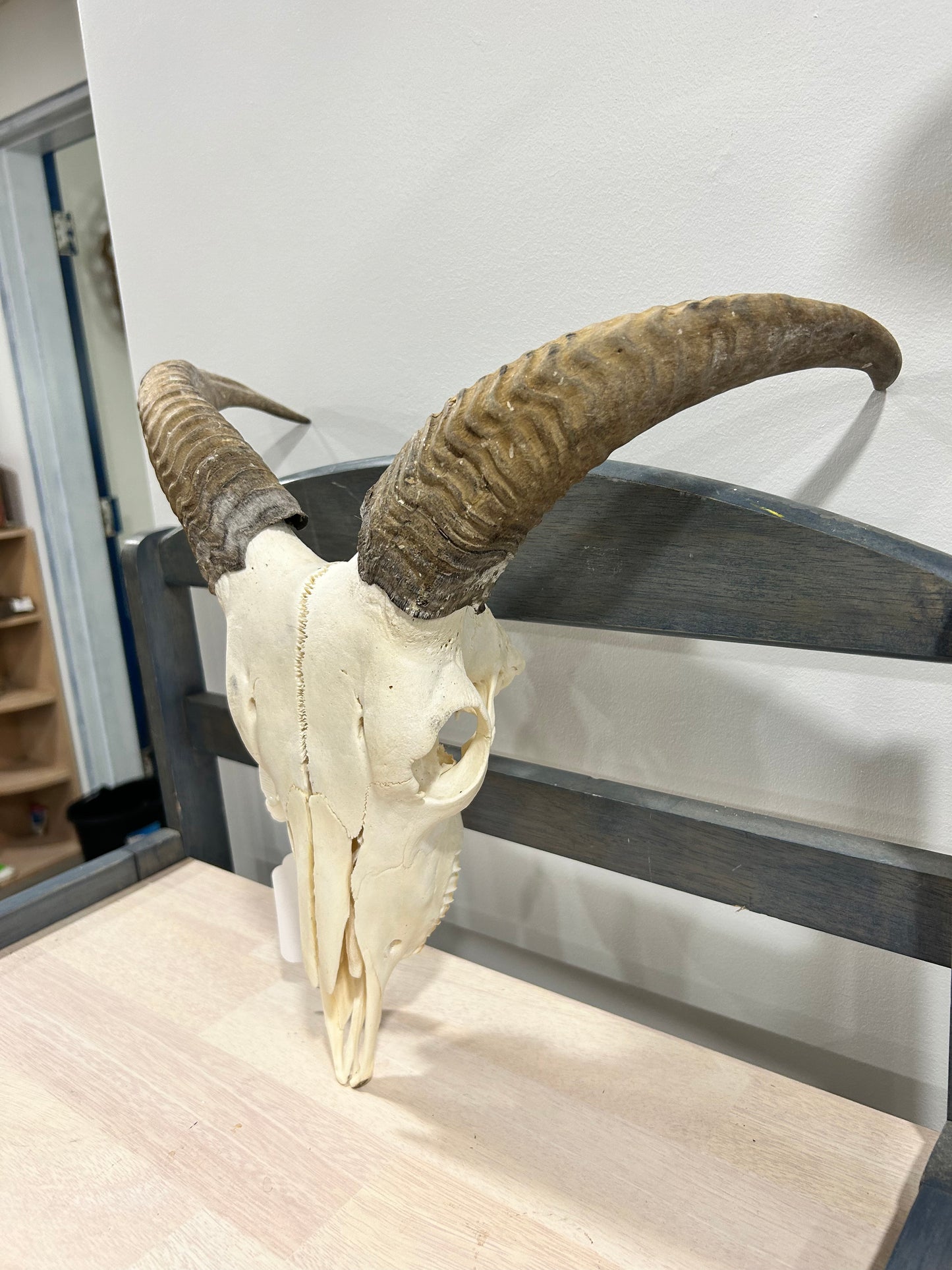 Aoudad skull-(083)