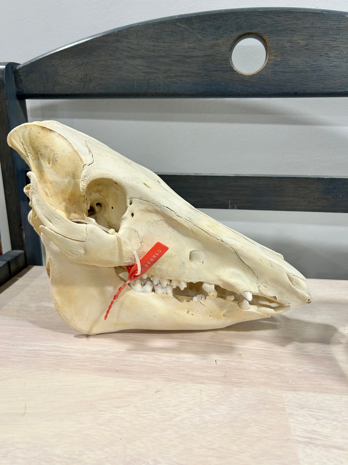 Medium pig skull-(101)