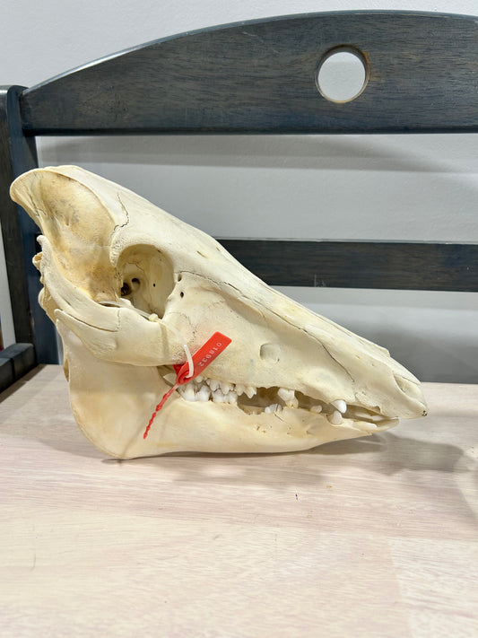 Medium pig skull-(101)