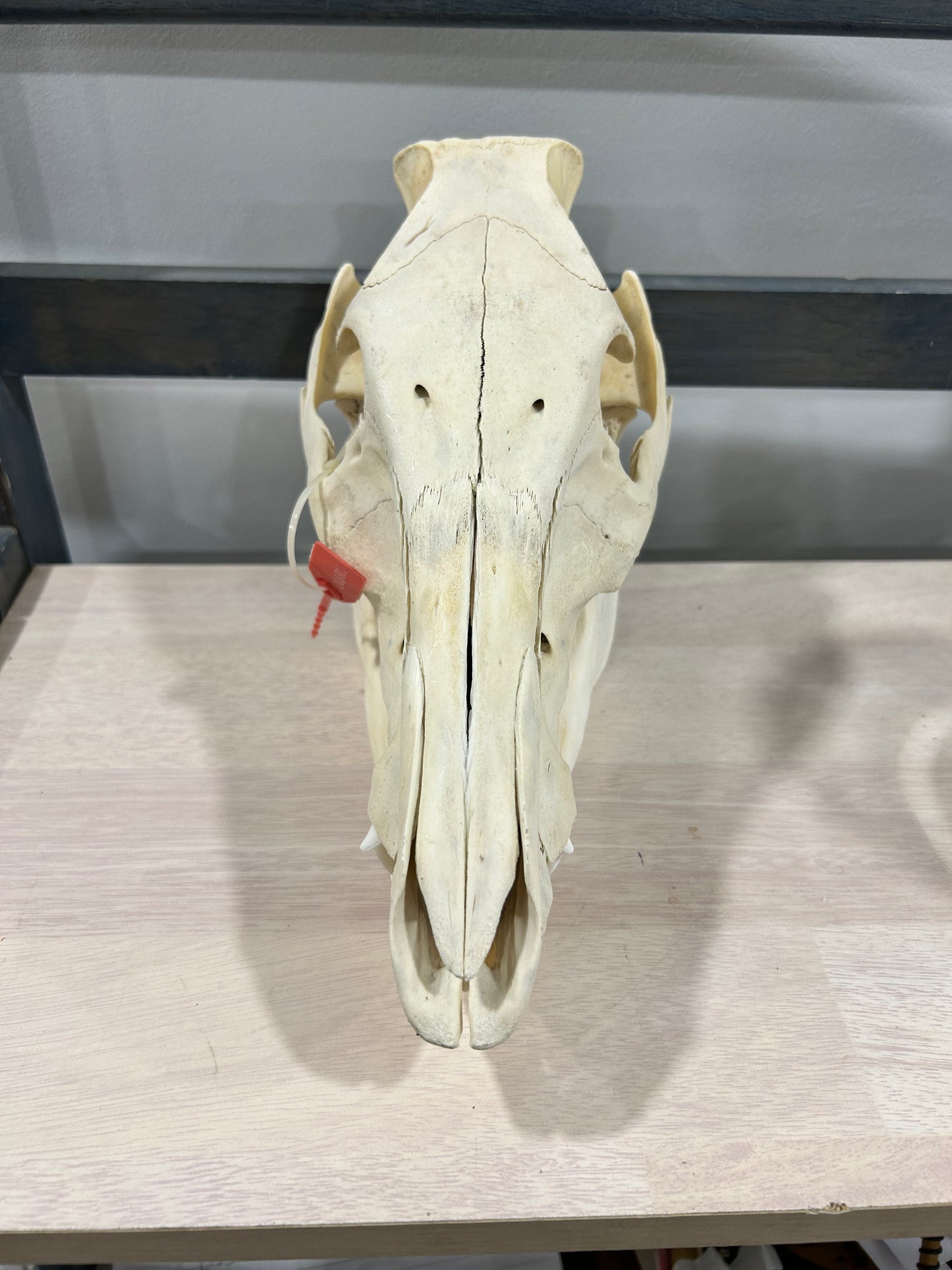 Medium pig skull-(101)