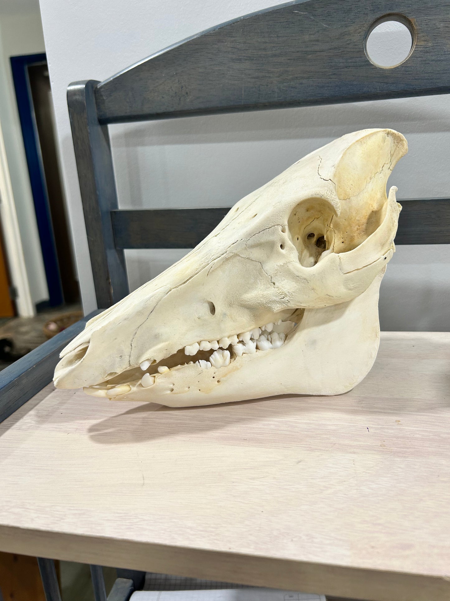 Medium pig skull-(101)