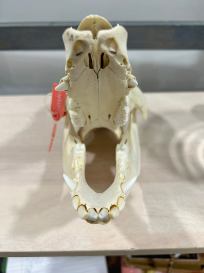 Medium pig skull-(101)