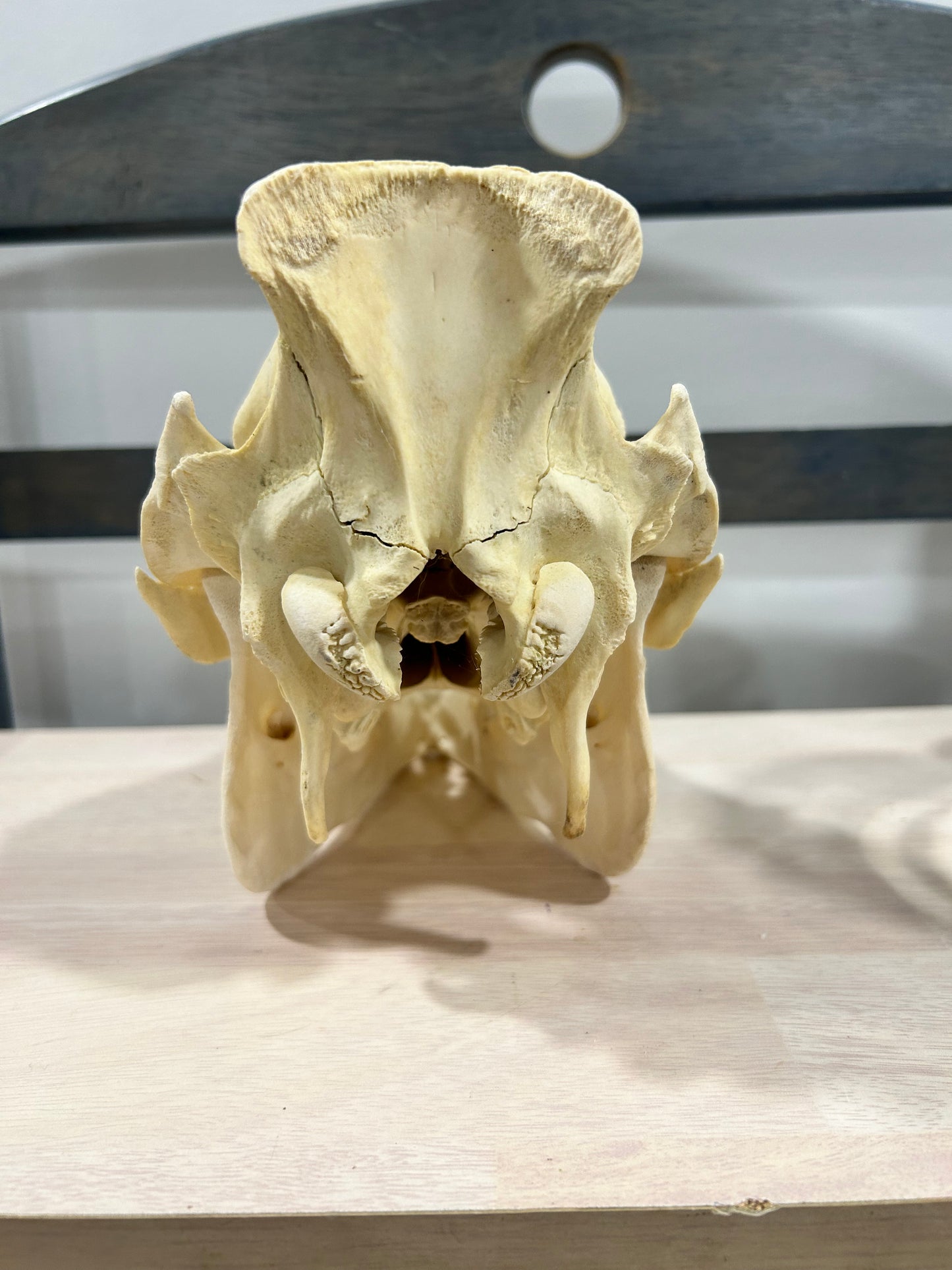 Medium pig skull-(101)