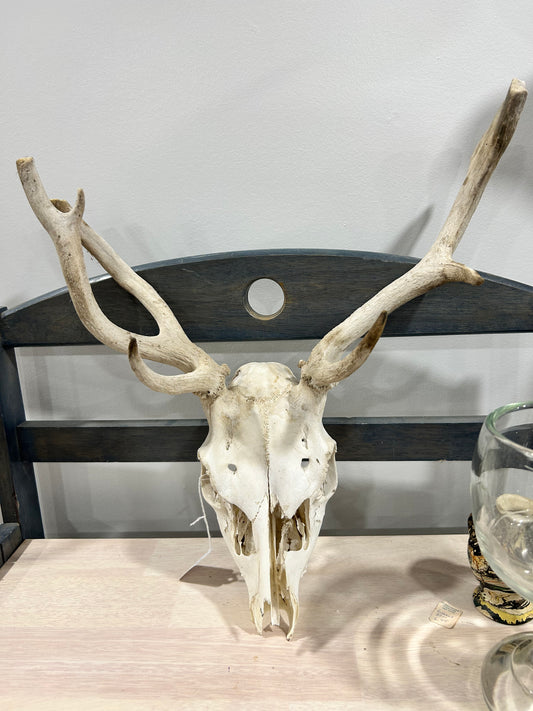 Domestic Fallow deer skull-(103)