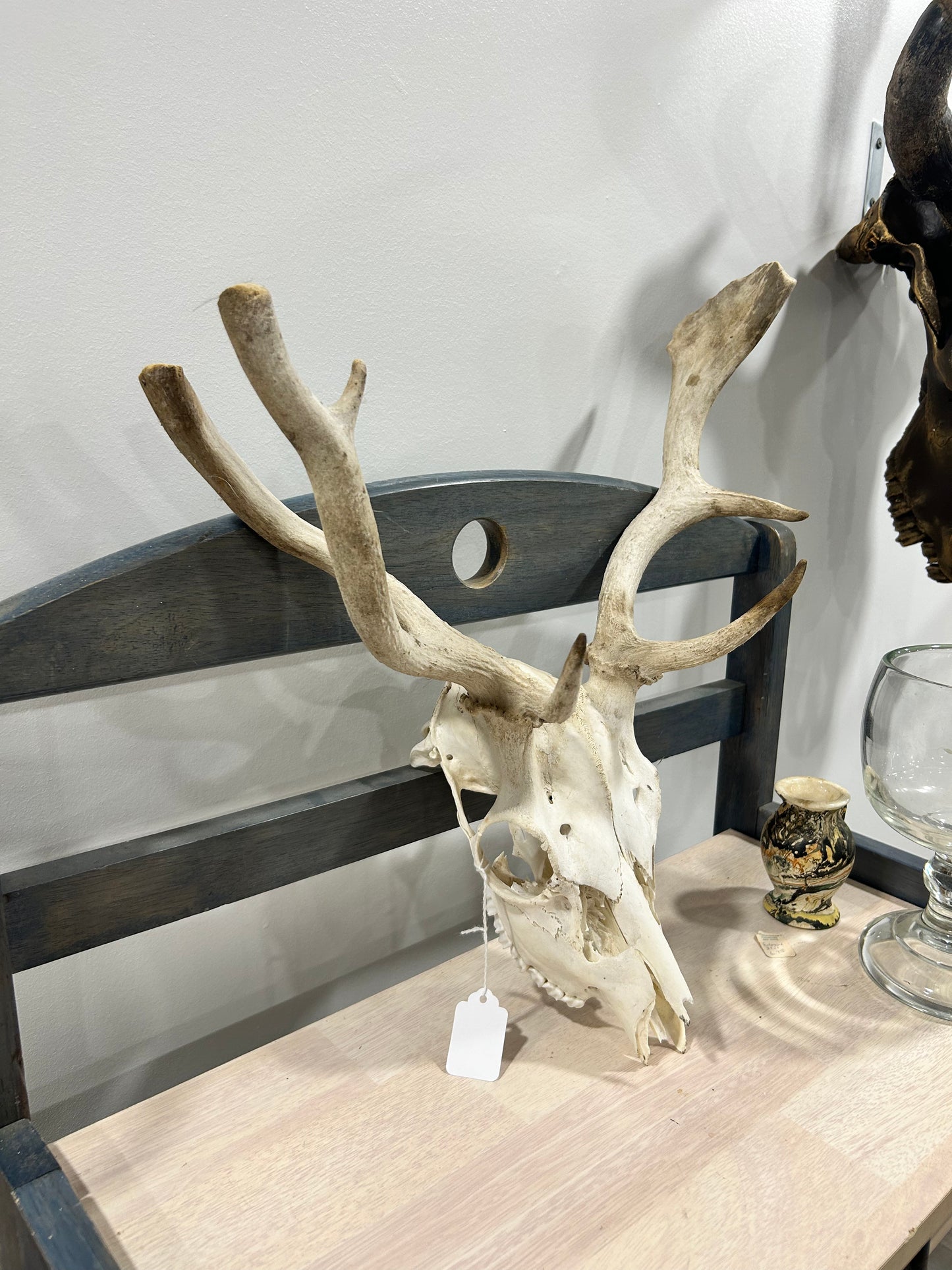 Domestic Fallow deer skull-(103)