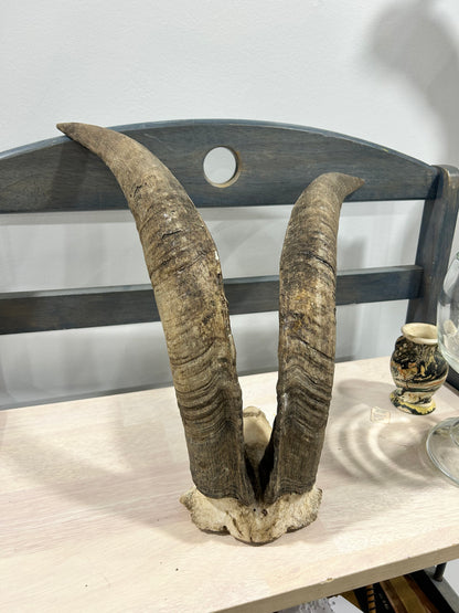 Billy goat horn set-(105)