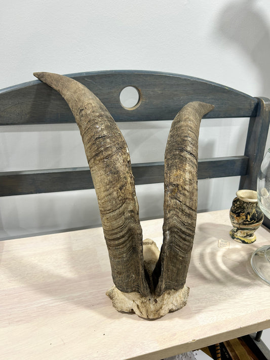 Billy goat horn set-(105)