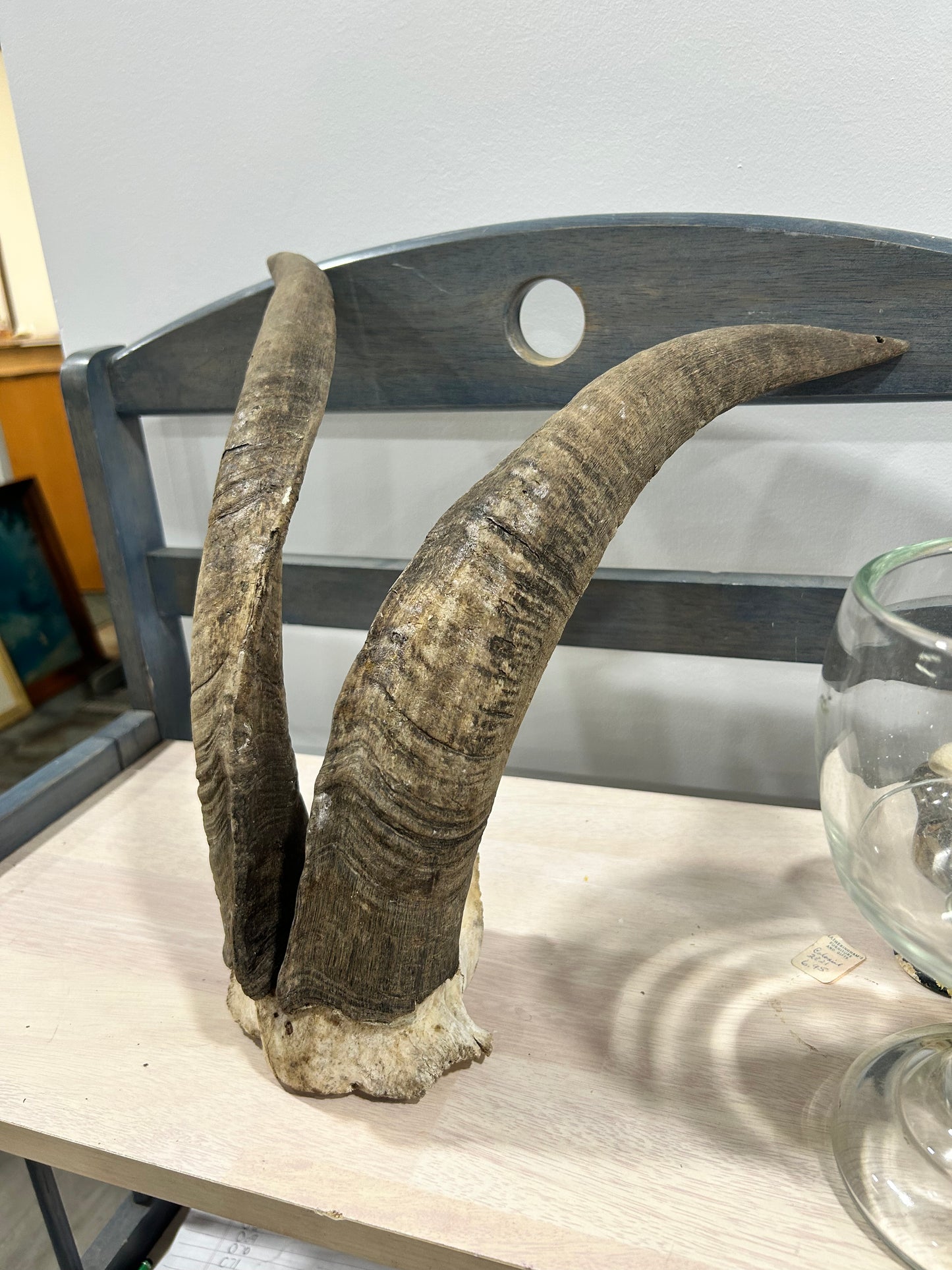 Billy goat horn set-(105)