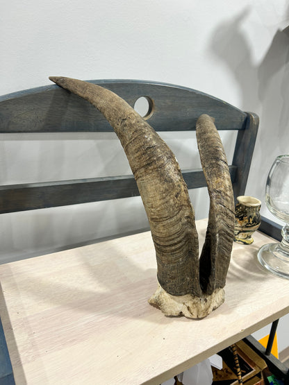 Billy goat horn set-(105)