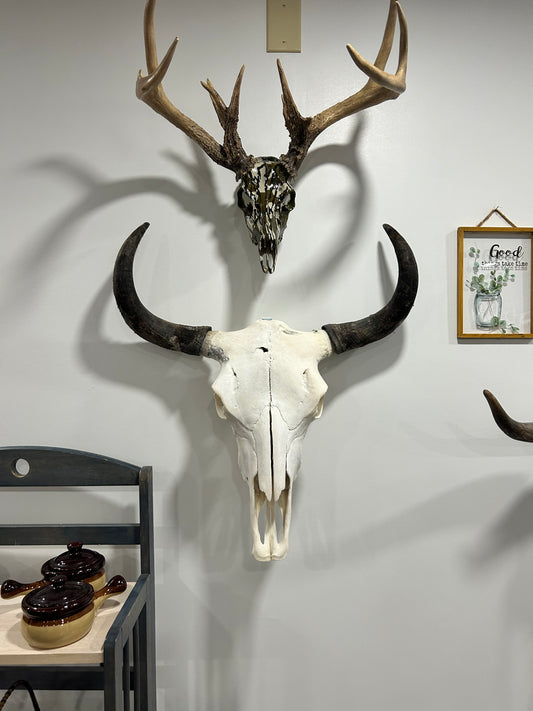 Yak skull/very large -(219)