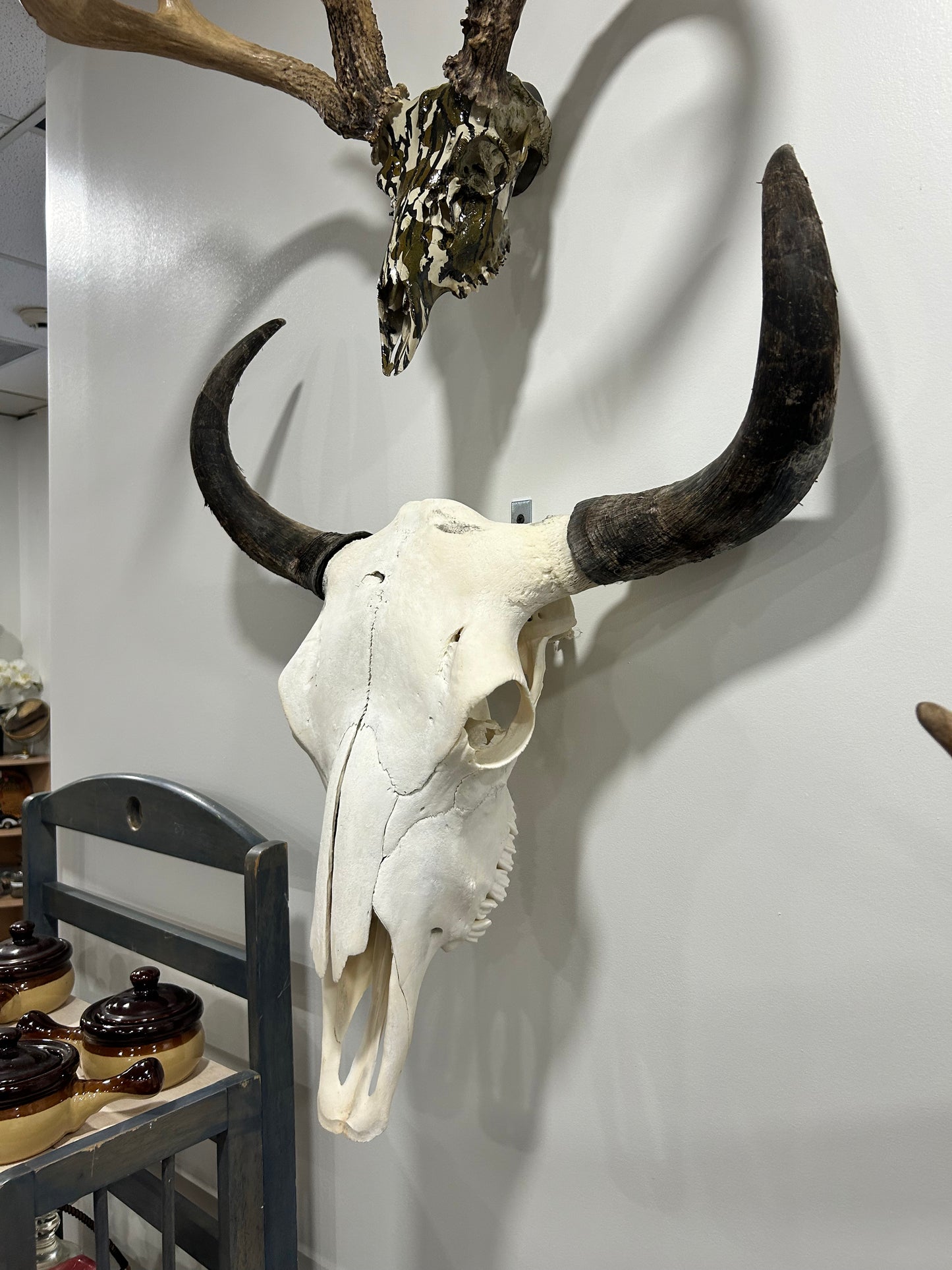 Yak skull/very large -(219)