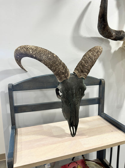 Bronzed/rustic Aoudad-(228)