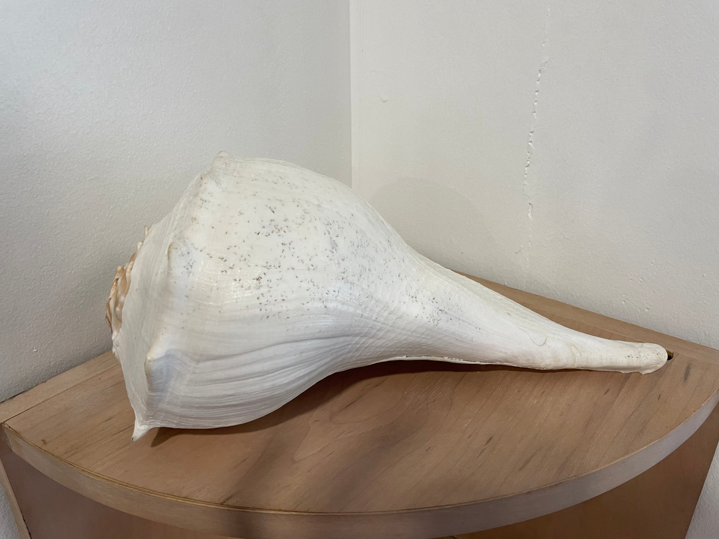 Large Shell (159)