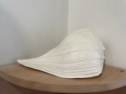 Large Shell (159)