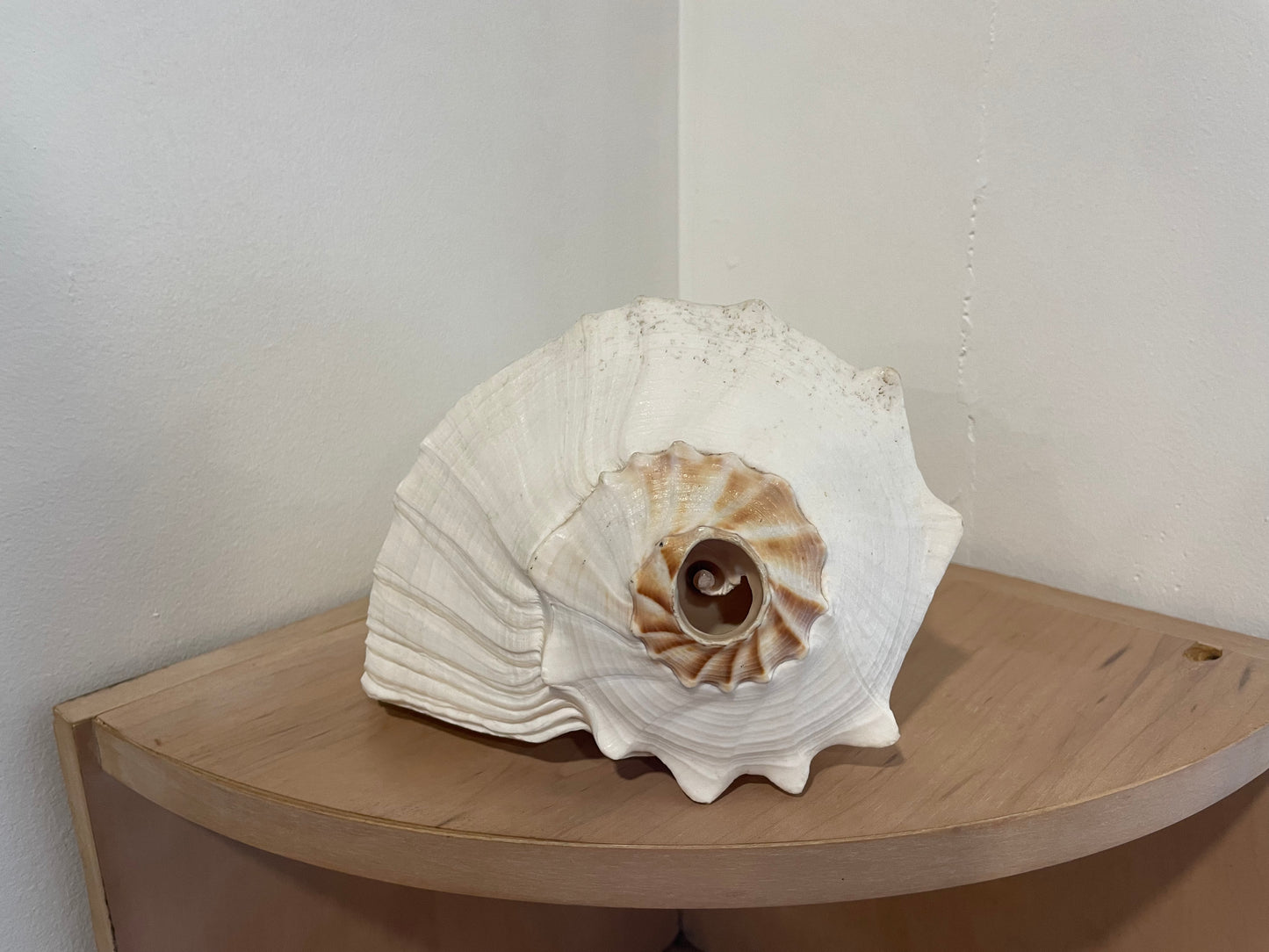 Large Shell (159)