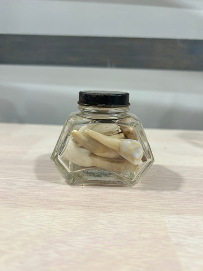 Accent bottle full of cow teeth-(242)