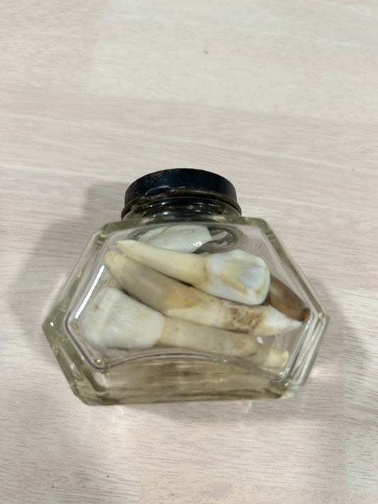 Accent bottle full of cow teeth-(242)