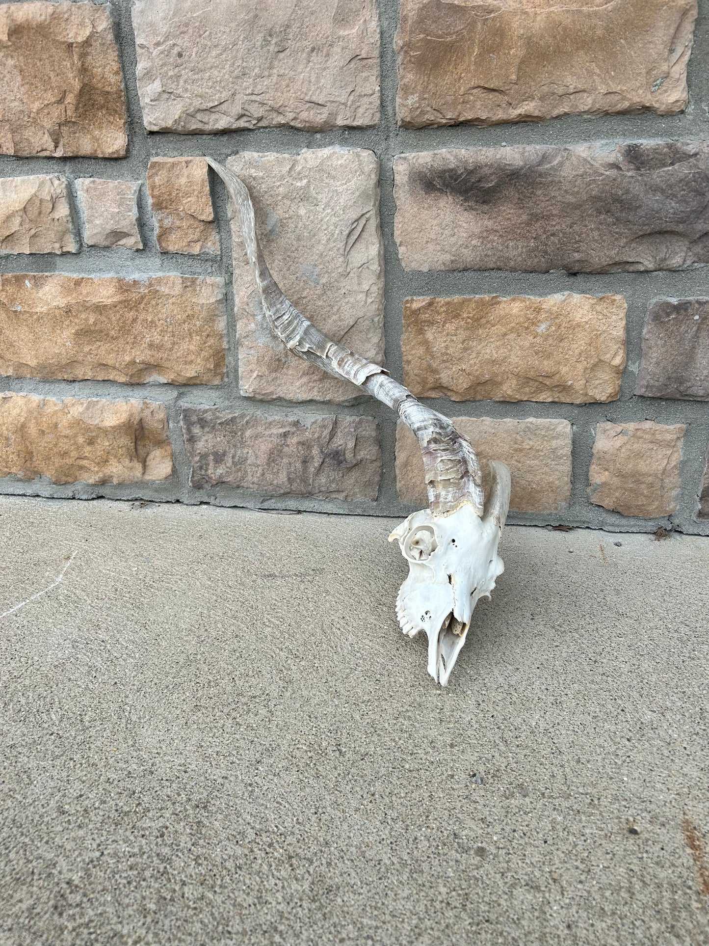 (407) one horn Willy goat skull