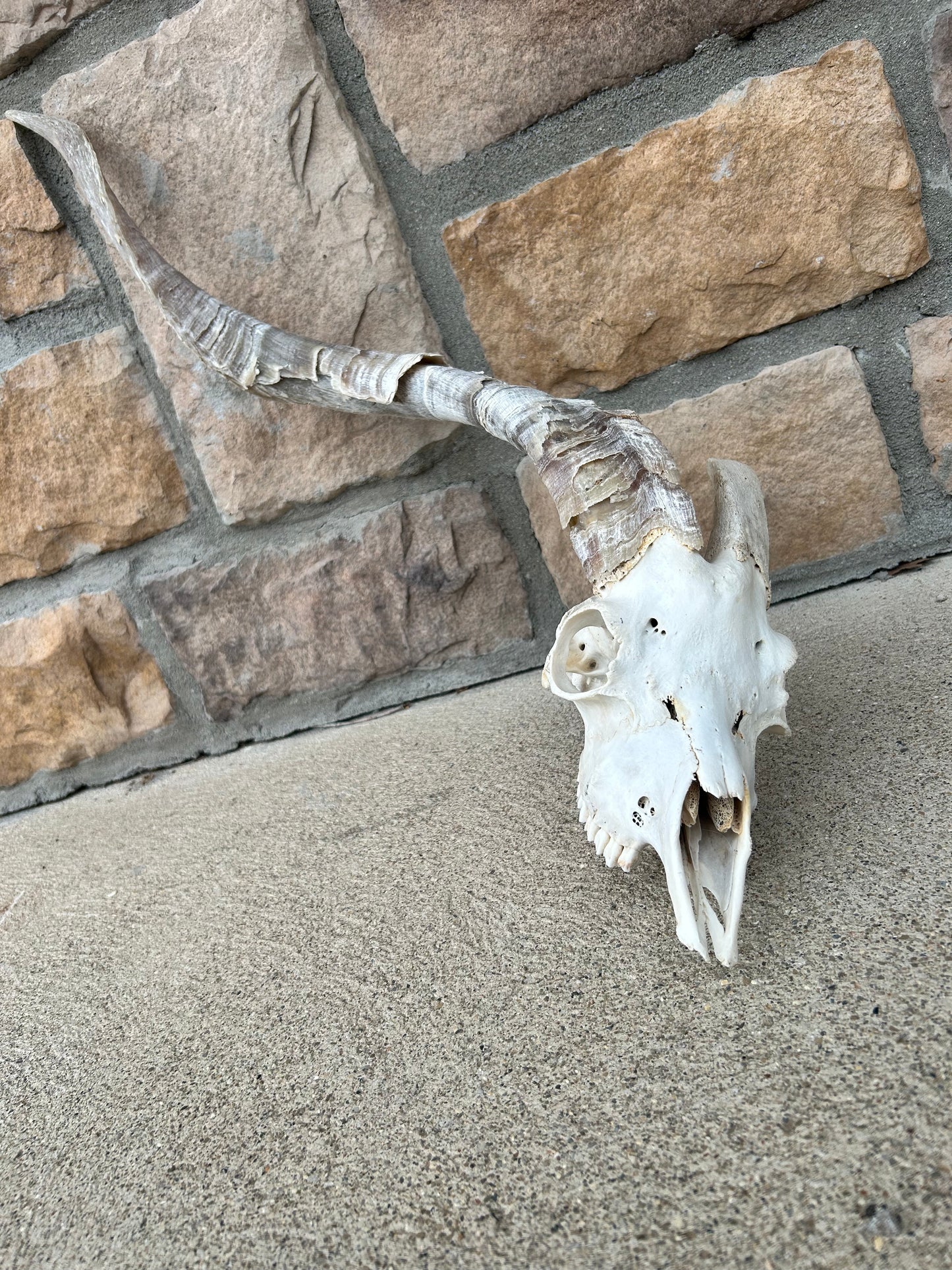 (407) one horn Willy goat skull